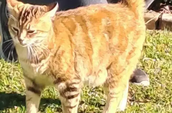 Lost Ginger Cat - Bathurst Bend, Nov 14