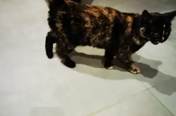 Chat tricolore trouvé à Bagnoles - photo