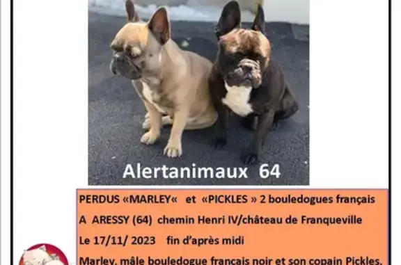 Chien perdu , photo : Recherche Bouledogues Perdus