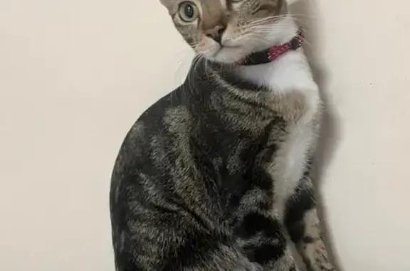 Lost Male Tabby Bengal Mix at Bishan St 13!