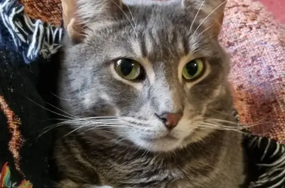 Lost Grey Cat in Knox - Help Find Him!