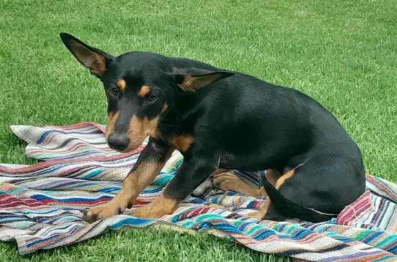 Lost Min Pin Male Found - 32nd Ave, Pretoria!