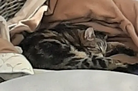 Lost Brown Tabby Cat - Milsom St, Brisbane