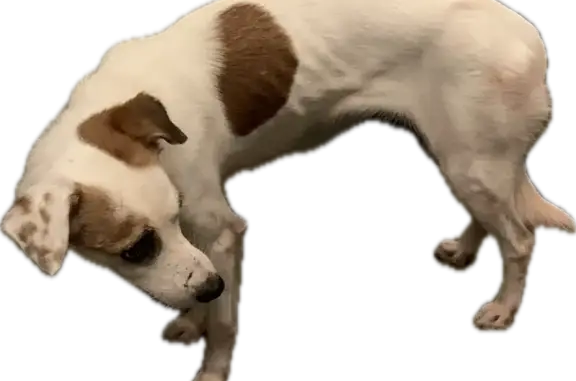 Lost Dog Alert: White & Brown Rescue - Call Now!