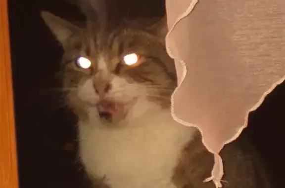 Chat perdu, trouvé à Fleury - photo