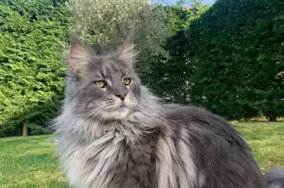 Chat perdu, Faverges-de-la-Tour, photo: Chat gris et blanc perdu