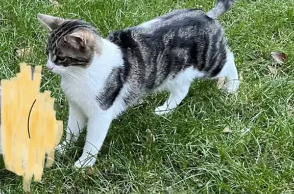 Animaux perdus Rully, photo: Chat perdu à Rully, 2 ans, craintif