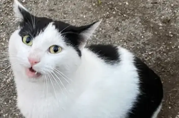 Chat bavard blanc-noir trouvé - photo