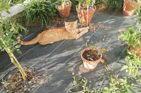 Animaux perdus Les Lucs-sur-Boulogne, photo: Chaton de 7 mois perdu