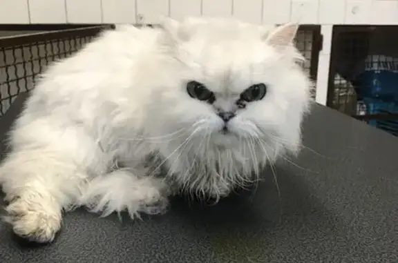 Animaux trouvés Lyon, photo: Chat Eurêka trouvé, Lyon