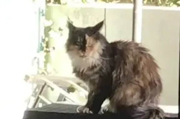 Chat perdu, , photo: Chat disparu Bastêt à Villeneuve