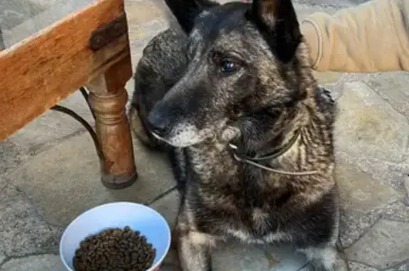 Chien âgé trouvé à Marseille - photo