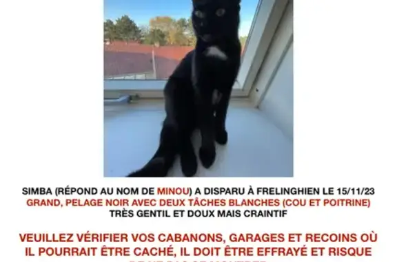 Chat perdu, Frelinghien, photo: Chat noir Minou perdu à Frelinghien