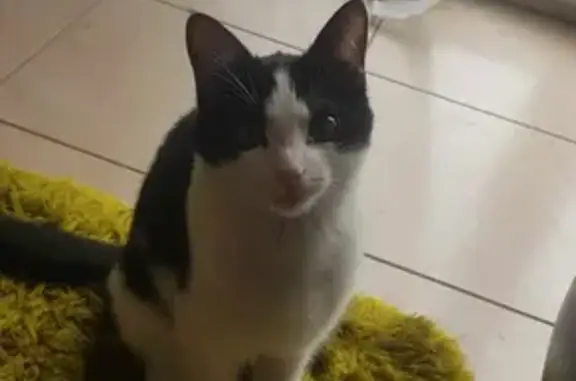 Animaux perdus Puilboreau, photo: Chat noir et blanc perdu à Puilboreau