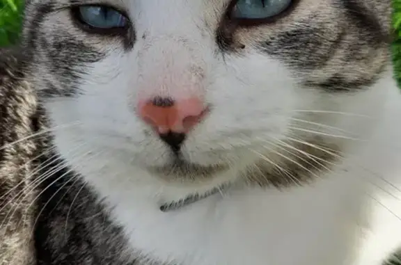 Chat câlin trouvé à Tourcoing - photo