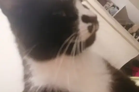 Animaux perdus Brest, photo: Chat noir et blanc perdu à Brest
