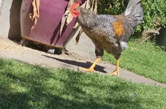 Found Rooster on States Rd - Nov 17th!