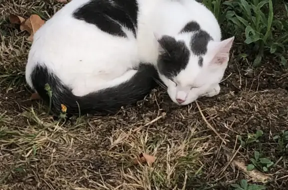 Animaux perdus Niort, photo: Minouche, chat blanc/gris, perdu