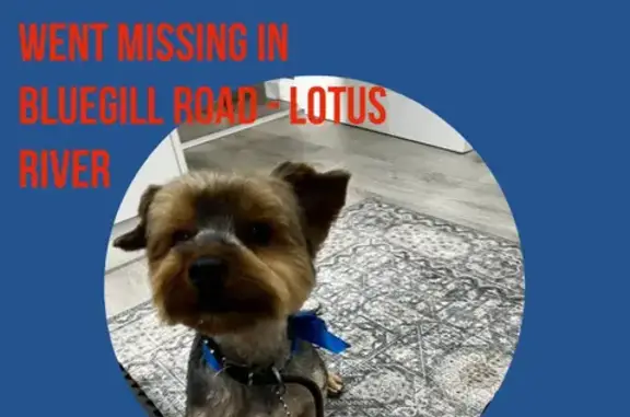 Lost pets , photo: Lost Yorkie in Lotus River - Reward!