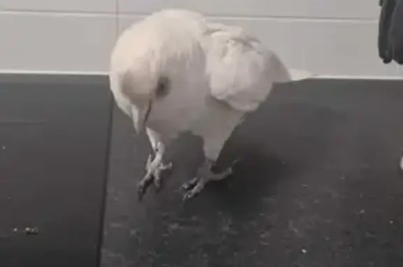 Lost White Corella on Kennedy Rd #53 - Help!