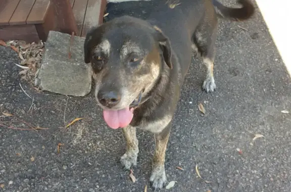 Found: Friendly Senior Dog in Lisarow - Help!