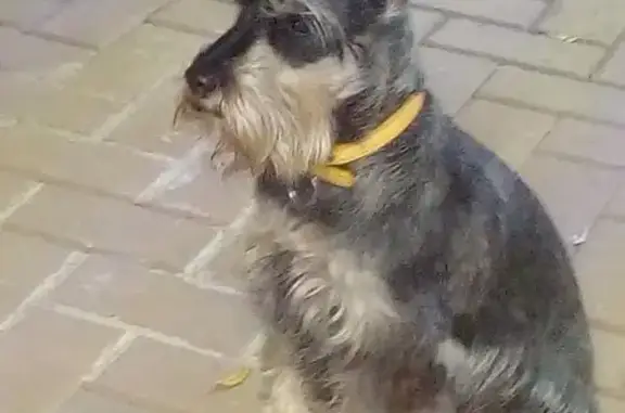 Lost Schnauzer in Gauteng - Help Find Chelcea!