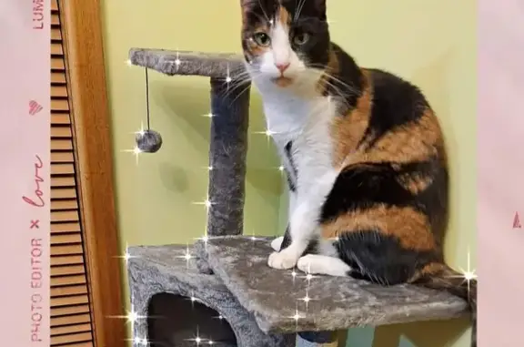 Lost Calico Cat Ellie in Midway Point - Help!