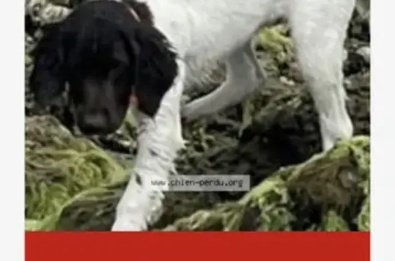 Chien perdu Jouy-le-Potier, photo : Chien Épagneul Perdu à Jouy