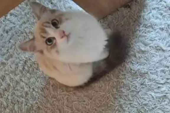 Chat perdu, Thonon-les-Bains, photo: Chaton crème perdu - Toit