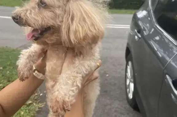 Found Friendly Maltipoo on Holland Road!