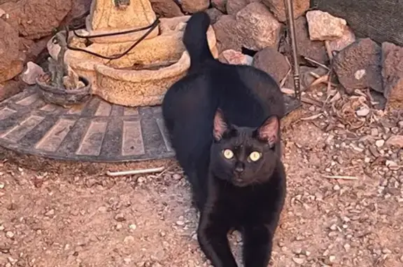 Animaux perdus Corneilhan, photo: Chat noir perdu à Corneilhan