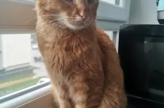 Chat perdu, Les Clayes-sous-Bois, photo: Chat roux perdu, Les Clayes