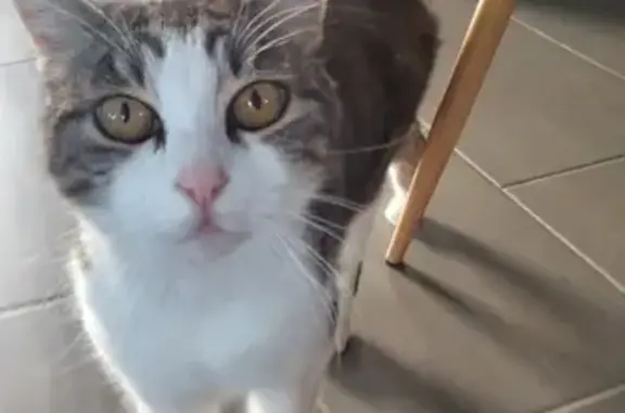 Chat perdu, Anthy-sur-Léman, photo: Minette cachée, ne pas nourrir