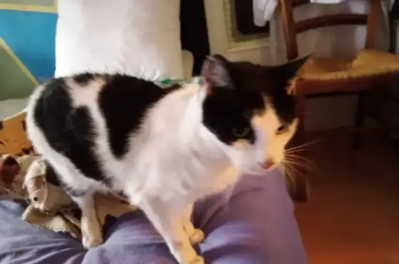 Chat perdu, Seynod, photo: Chat noir et blanc perdu