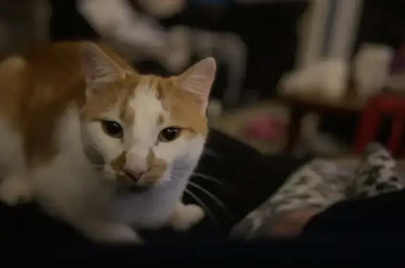 Chat perdu, , photo: Mouchkine, chat roux perdu