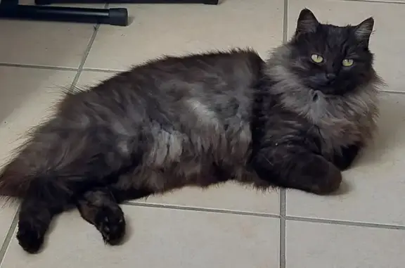 Animaux perdus Saint-Bonnet-en-Champsaur, photo: Chatte noire/grise perdue - St-Bonnet