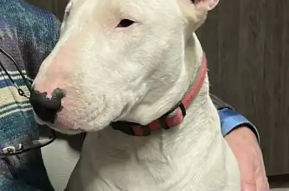 Lost Bullterrier in Newcastle - Help Find Him!