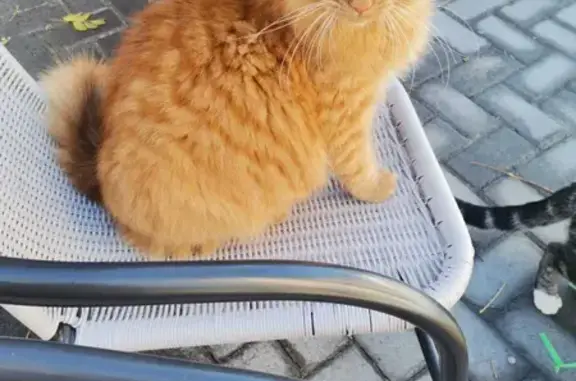 Lost Chubby Ginger Cat - Chai in Kenilworth!