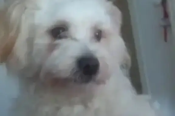 Chien bichon perdu à Angers - photo