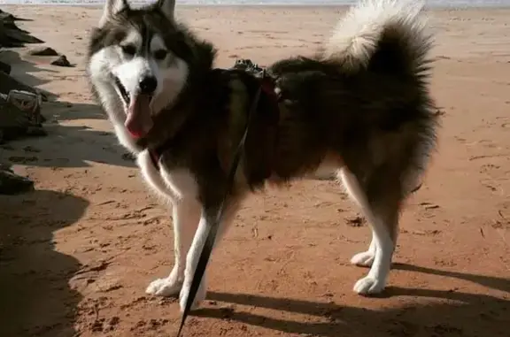 Animaux perdus , photo: Husky gris-blanc-noir perdu D52