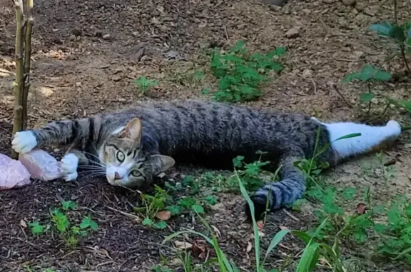 Lost Tabby Cat in Westoe Rd, Cape Town!