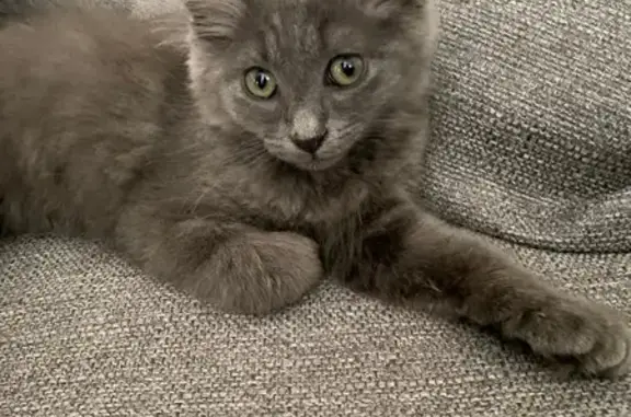 Chat perdu, Gennevilliers, photo: Chaton gris perdu à Gennevilliers
