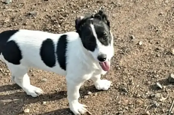 Lost Puppy Alert: 4-Mo Jan, Border Jack!