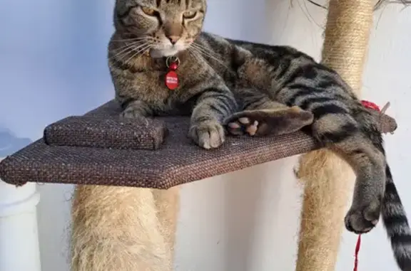 Lost Tabby Cat Mikey - Red Collar & Tag!