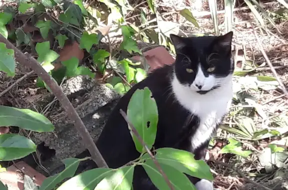 Animaux perdus Nogaro, photo: Chat noir et blanc perdu à Nogaro