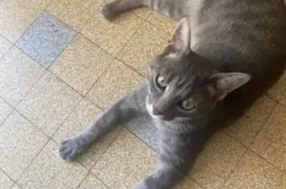 Animaux perdus Les Échelles, photo: Chat tigré perdu aux Échelles