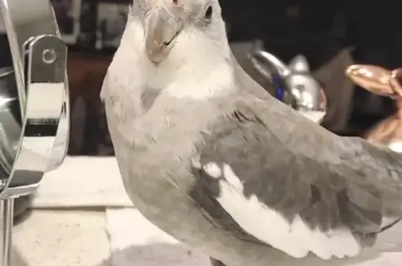 Missing Cockatiel in Kingston - Help Find Him!