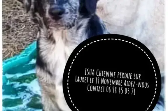 Animaux perdus , photo: Isha, chiot croisé perdu à Lauret