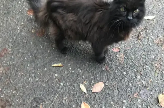 Chat noir âgé trouvé à Valenciennes - photo