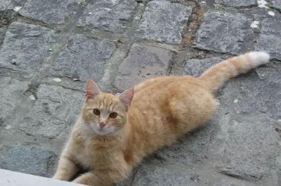 Chat perdu, , photo: Chat roux castré perdu à Autingues